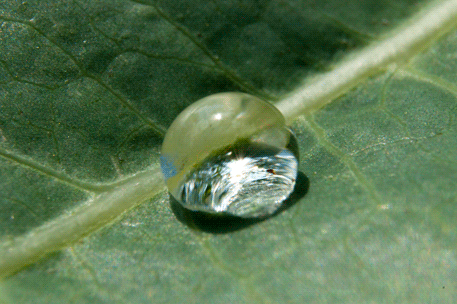 [image description: GIF of an animated clear water droplet moving on the surface of a stationary green leaf.]