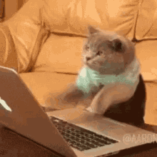 Image Description: Grey cat in a white and green striped shirt, typing on a grey Apple Mac book. There is a beige leather couch in the background.